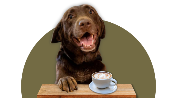 Coffee Bud hírlevél feliratkozók