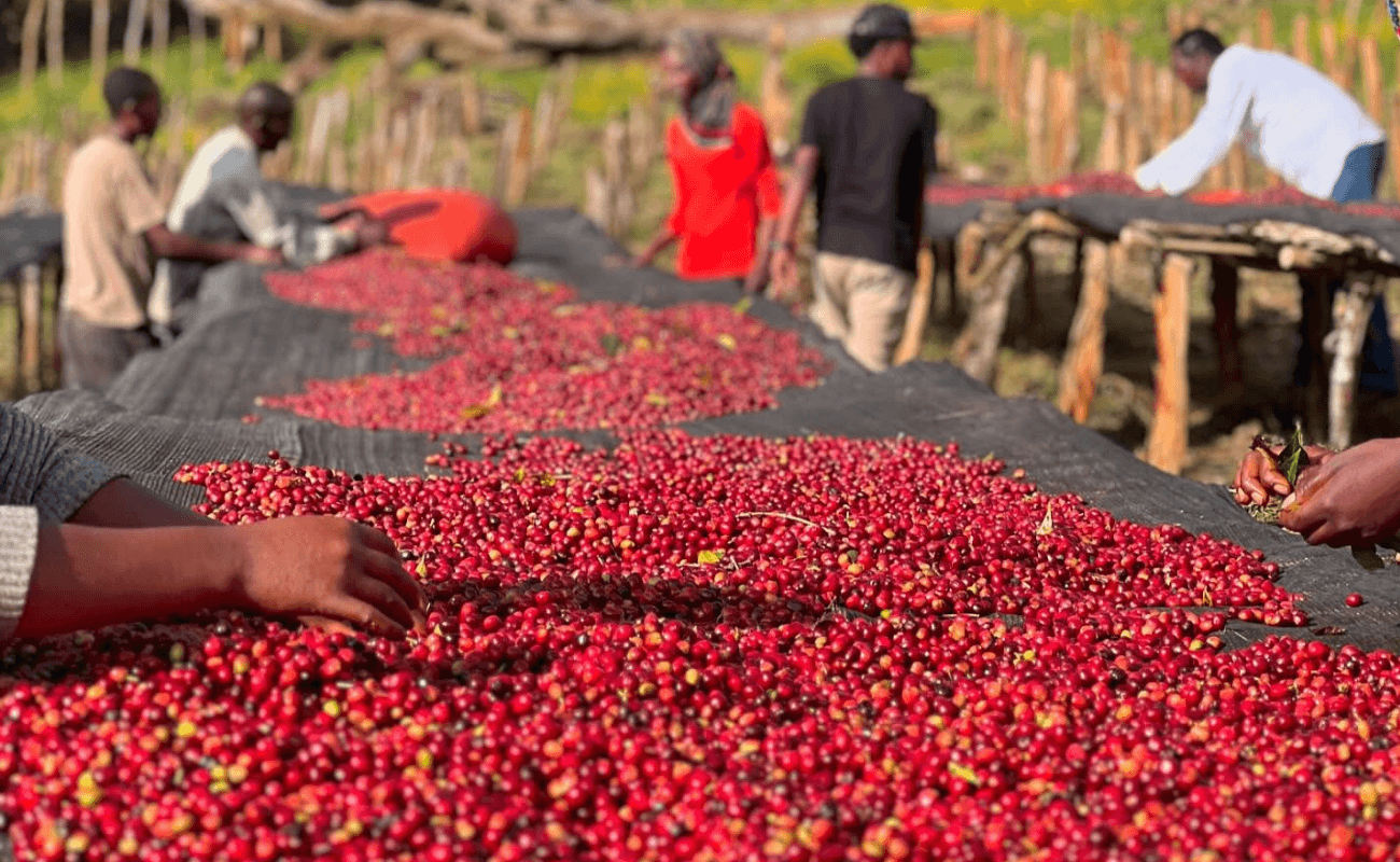 Etióp speciality kávé