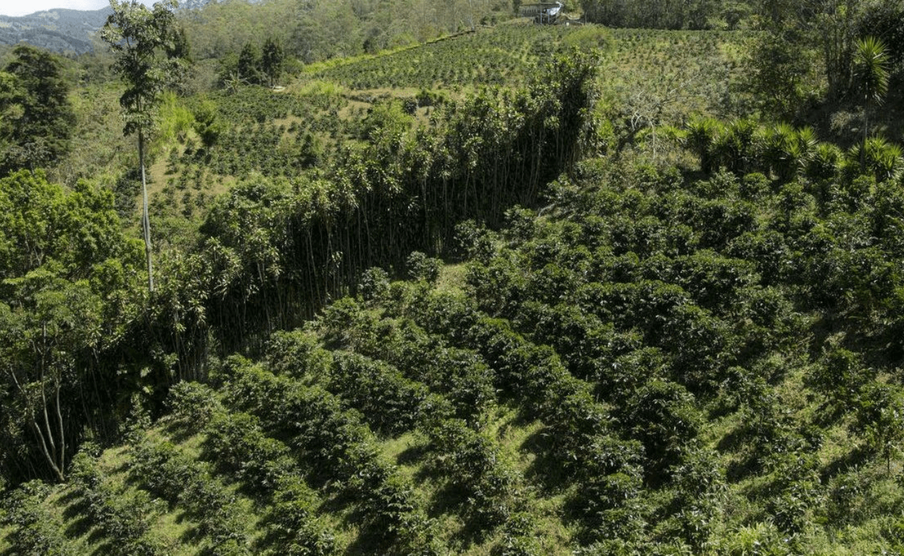 Bányai kávé, azaz a magyar kávéfarm
