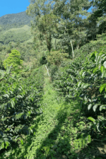 San Jose de Alto világos pörkölésű szemes kávé - Image 2