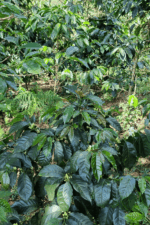 San Jose de Alto világos pörkölésű szemes kávé - Image 3