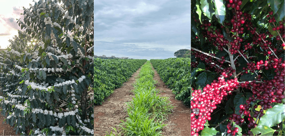 Legújabb brazil szemes kávénk